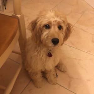 Meet your Posher, Laurie